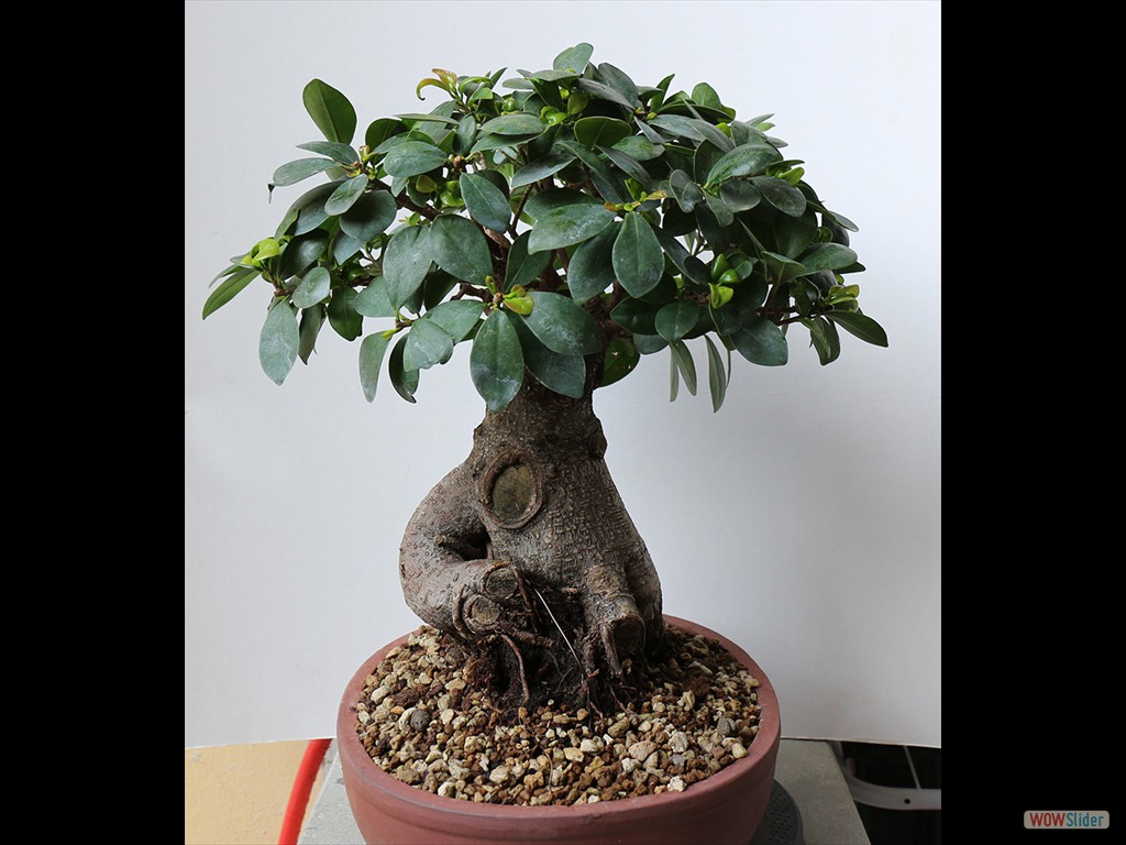 ficus fl 2017-04a