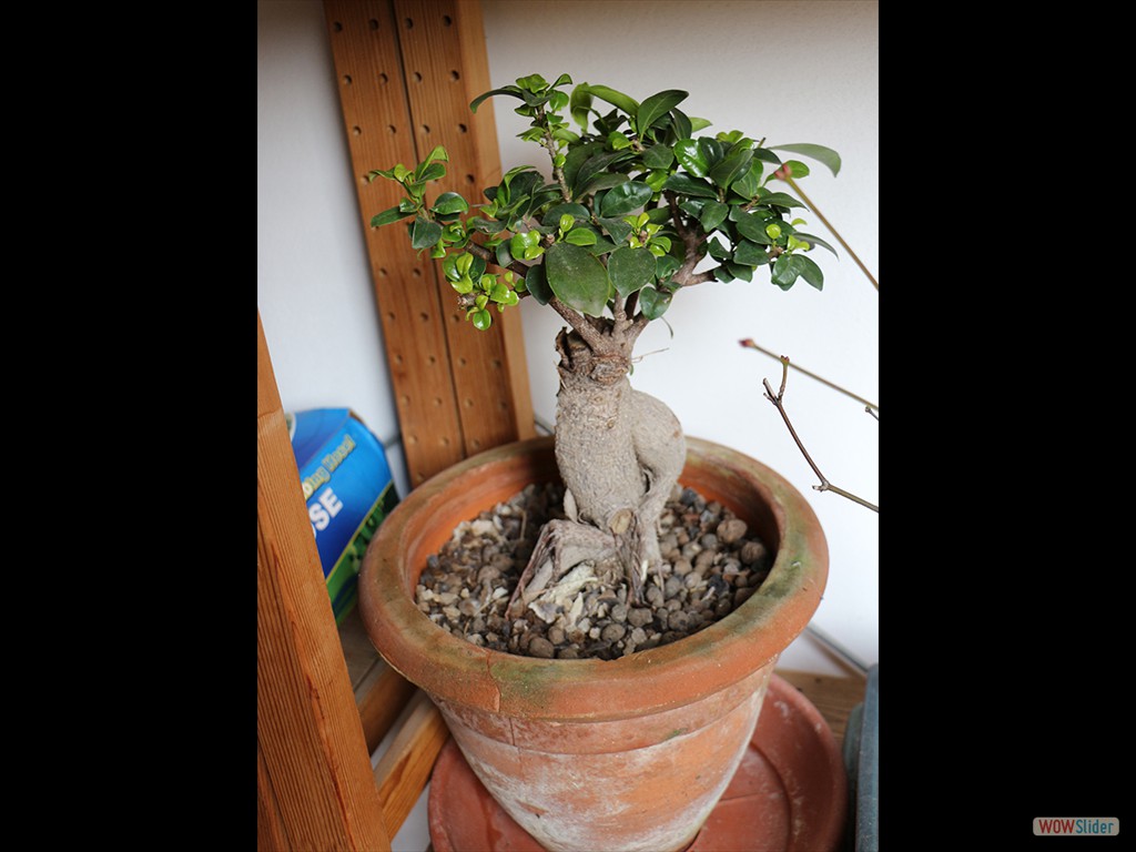 ficus 2015-01