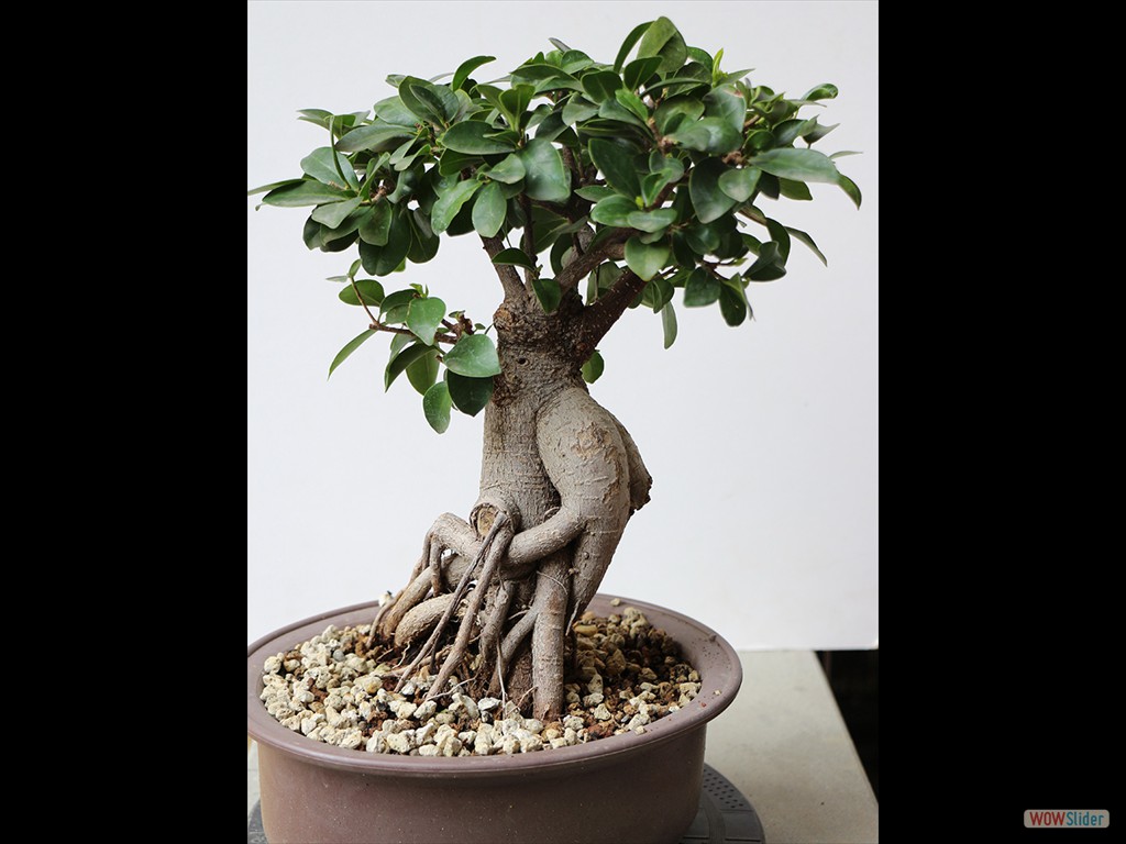 ficus 2017-04