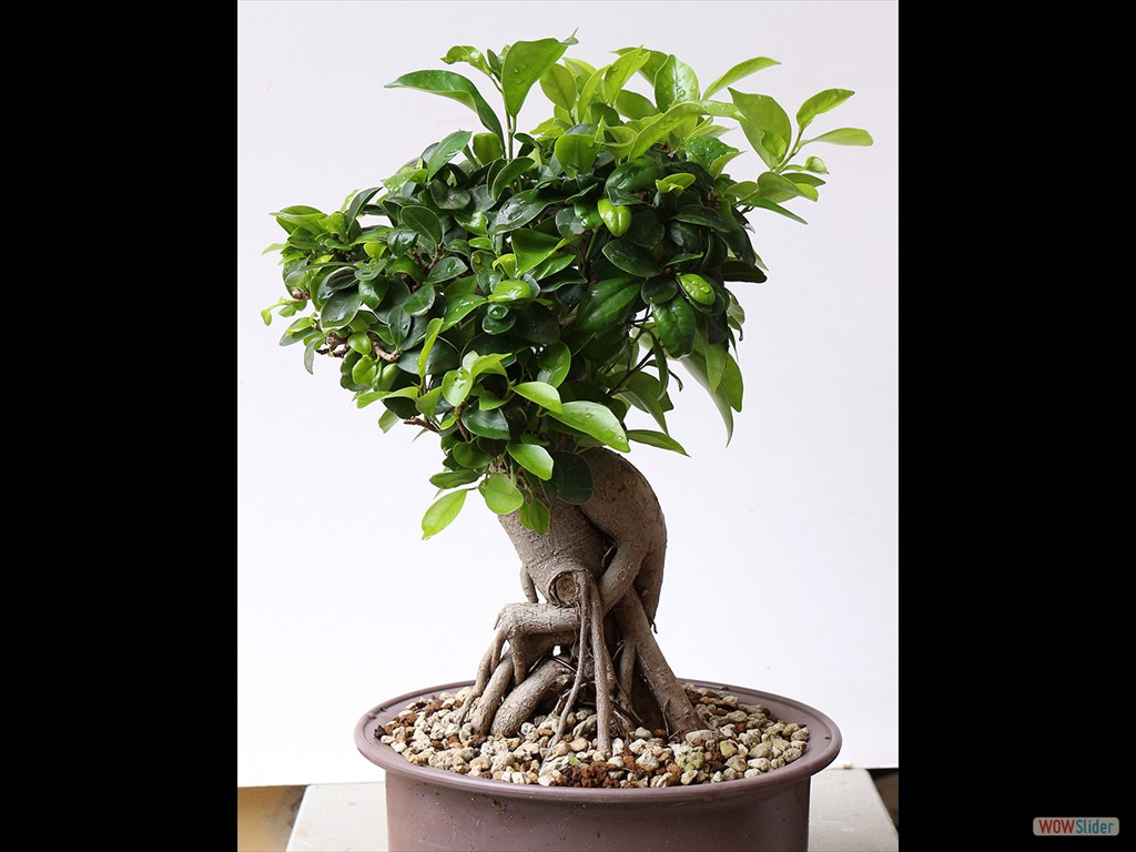 ficus 2018-05