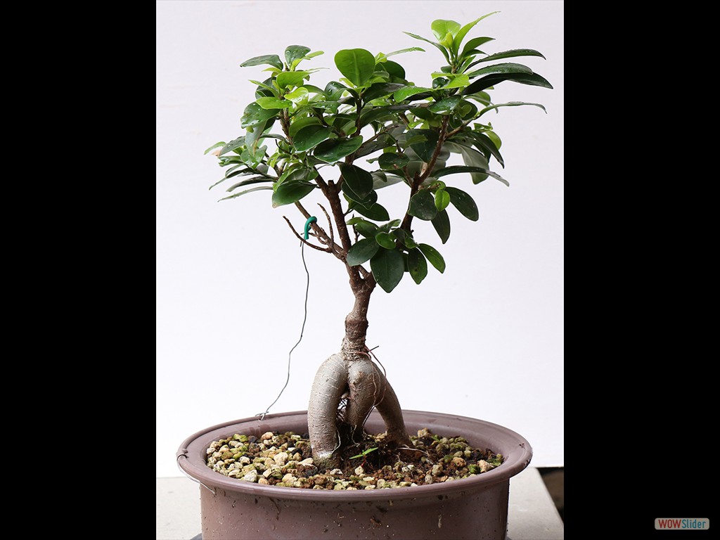 ficus erluc 2018-05