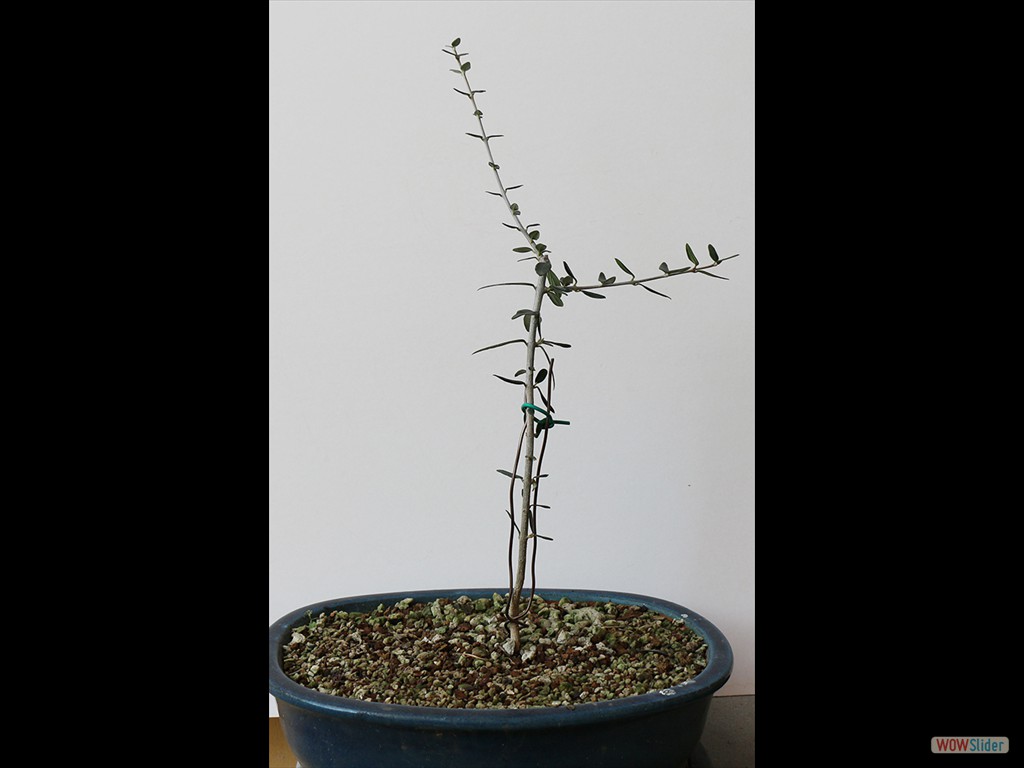 olivo 2018-01